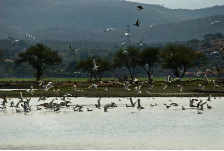Humedales, los grandes olvidados por la crisis del cambio climático