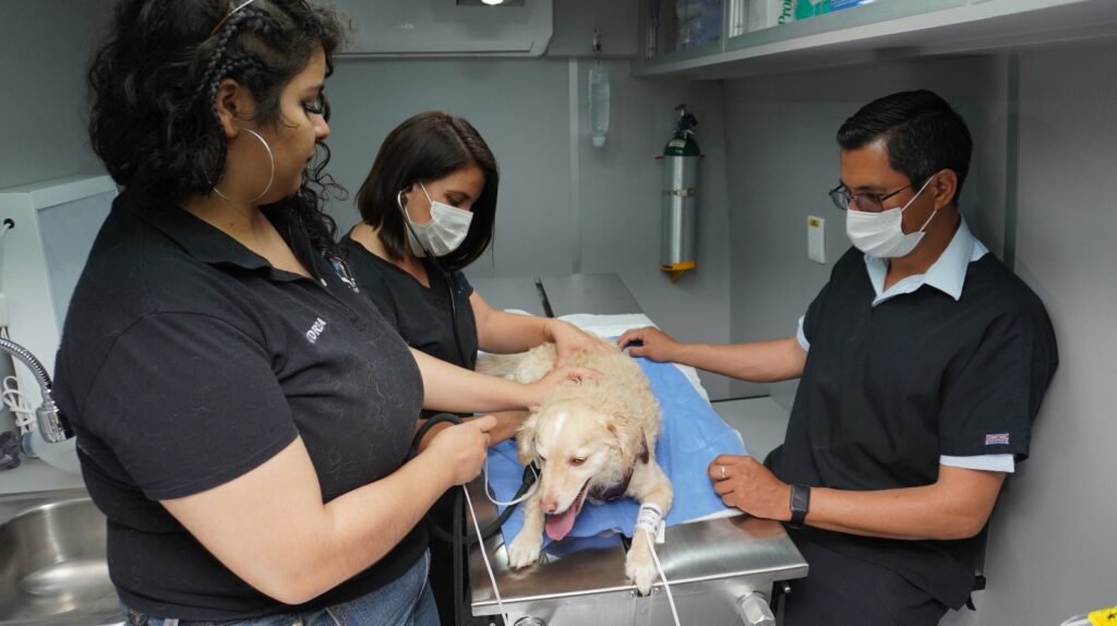 Con el Quirófano Móvil, también buscaran esterilizar y desparasitar a perros y gatos.