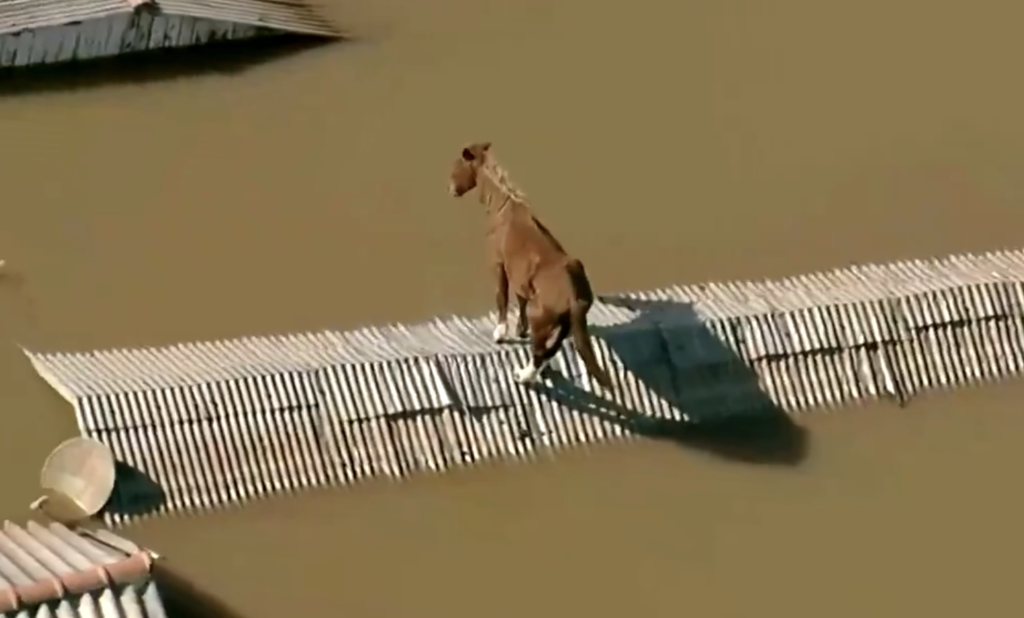 Son varias las zonas inundadas en Brasil, donde los animales también sufren por ponerse a salvo.