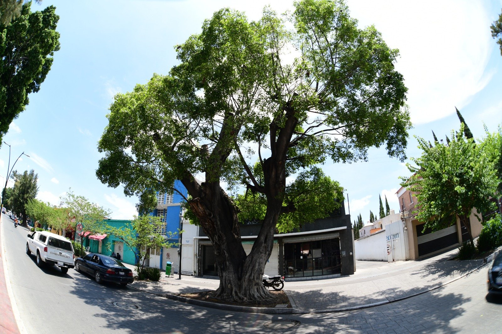 En Irapuato, trabajan para conservar árboles monumentales - Politik