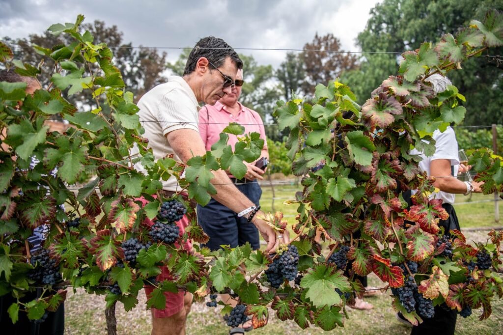 San Miguel de Allende destacó en la producción vinícola, donde tuvo un gran éxito en este concurso.