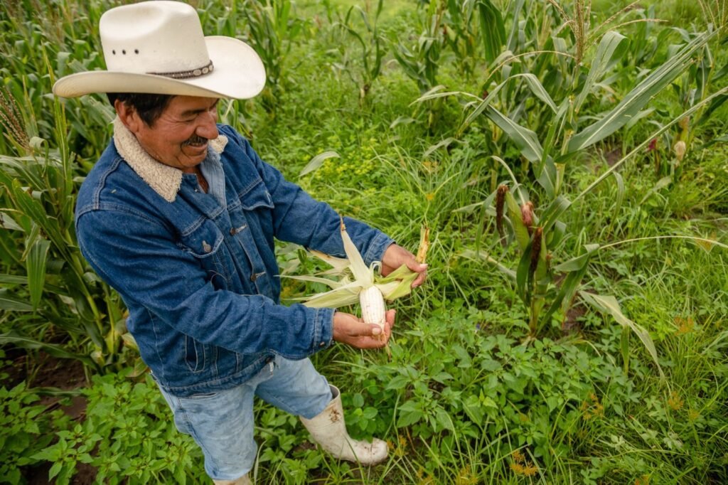 El sector agropecuario ha recibido el apoyo con la entrega de semilla mejorada de maíz, frijol y también con fertilizante.