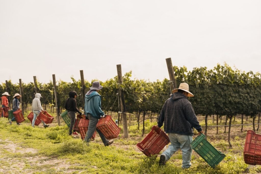 Es San Miguel de Allende la ‘Mejor Región Vinícola de México’ Mauricio Trejo afirmó que este logro representa el resultado de una apuesta estratégica que se mantuvo en el tiempo y que hoy genera beneficios.